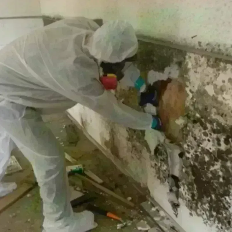 Mold Remediation and Removal in Henry, IL